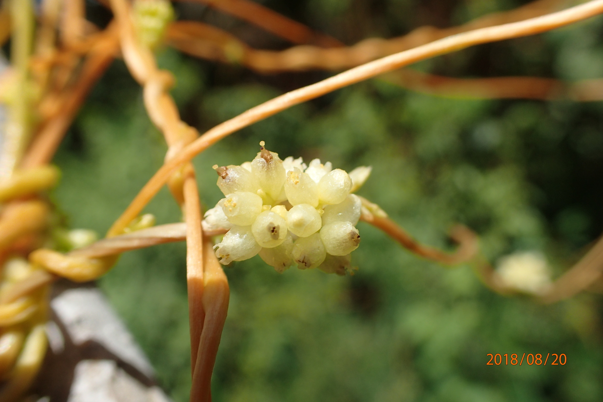 Cuscuta americana