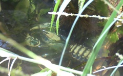 Euastacus sulcatus