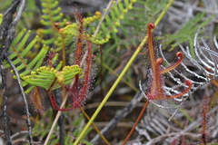 Drosera binata