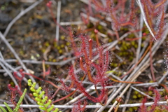 Drosera binata