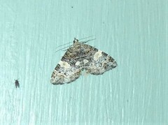 Chrysolarentia phaedra