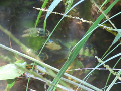 Euastacus sulcatus