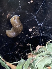 Limacus
