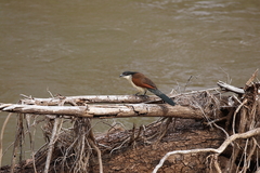 Centropus superciliosus burchellii