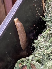Limacus