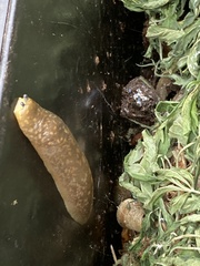 Limacus