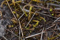 Brownseya serpentina