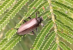 Tenebrionidae