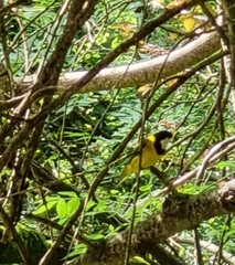 Pachycephala fuliginosa