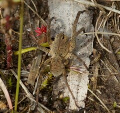 Portacosa cinerea