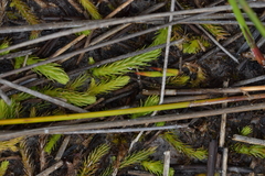 Brownseya serpentina