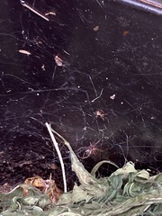 Arachnida