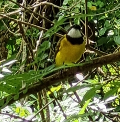 Pachycephala fuliginosa