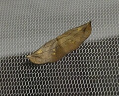 Xenomusa metallica