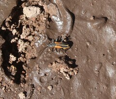 Chauliognathus opacus