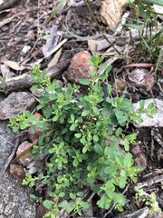 Pultenaea largiflorens