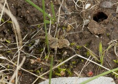 Portacosa cinerea