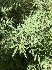 Ambrosia confertiflora
