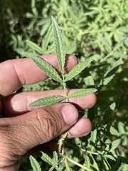 Ambrosia confertiflora