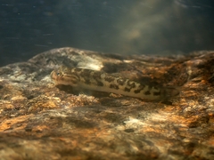 Sicyopterus lagocephalus