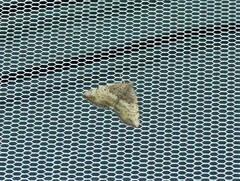 Chrysolarentia mecynata