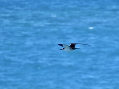 Onychoprion fuscatus