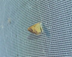 Chrysolarentia mecynata