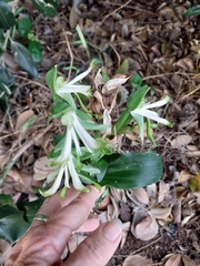 Bonatea speciosa