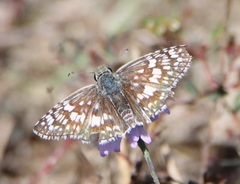 Burnsius communis