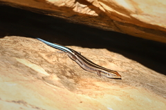 Trachylepis margaritifera