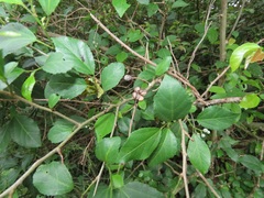 Grewia occidentalis occidentalis