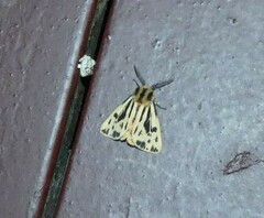 Ardices curvata