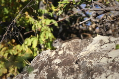 Procavia capensis