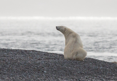Ursus maritimus