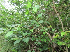 Grewia occidentalis occidentalis