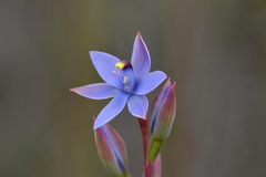 Thelymitra malvina