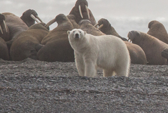 Ursus maritimus