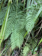 Leptopteris hymenophylloides
