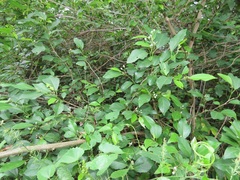 Grewia occidentalis occidentalis