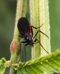 Sciara hemerobioides