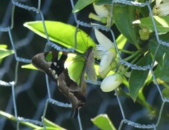 Graphium macleayanus