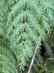 Leptopteris hymenophylloides