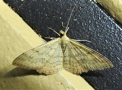 Scopula rubraria