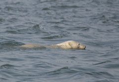 Ursus maritimus