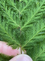 Leptopteris hymenophylloides