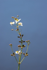 Sagittaria