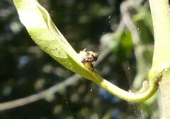 Austropsecadia chlorina