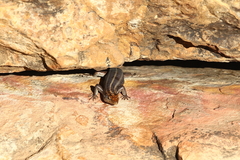 Trachylepis margaritifera