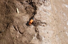 Chauliognathus profundus