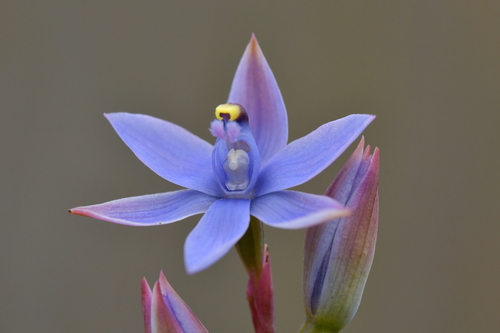 Image of Thelymitra malvina by (c) Christopher Stephens, some rights reserved (CC BY-SA)